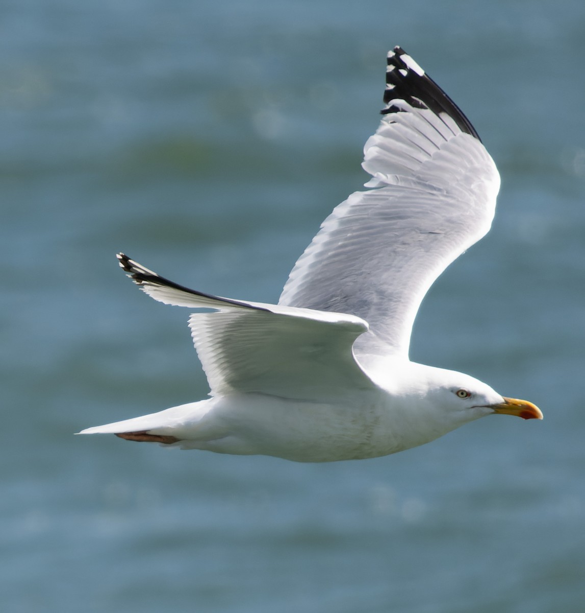 Herring Gull (European) - ML621035621