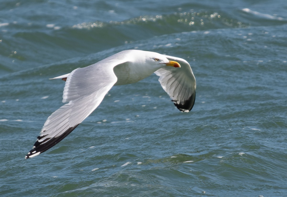 Herring Gull (European) - ML621035622