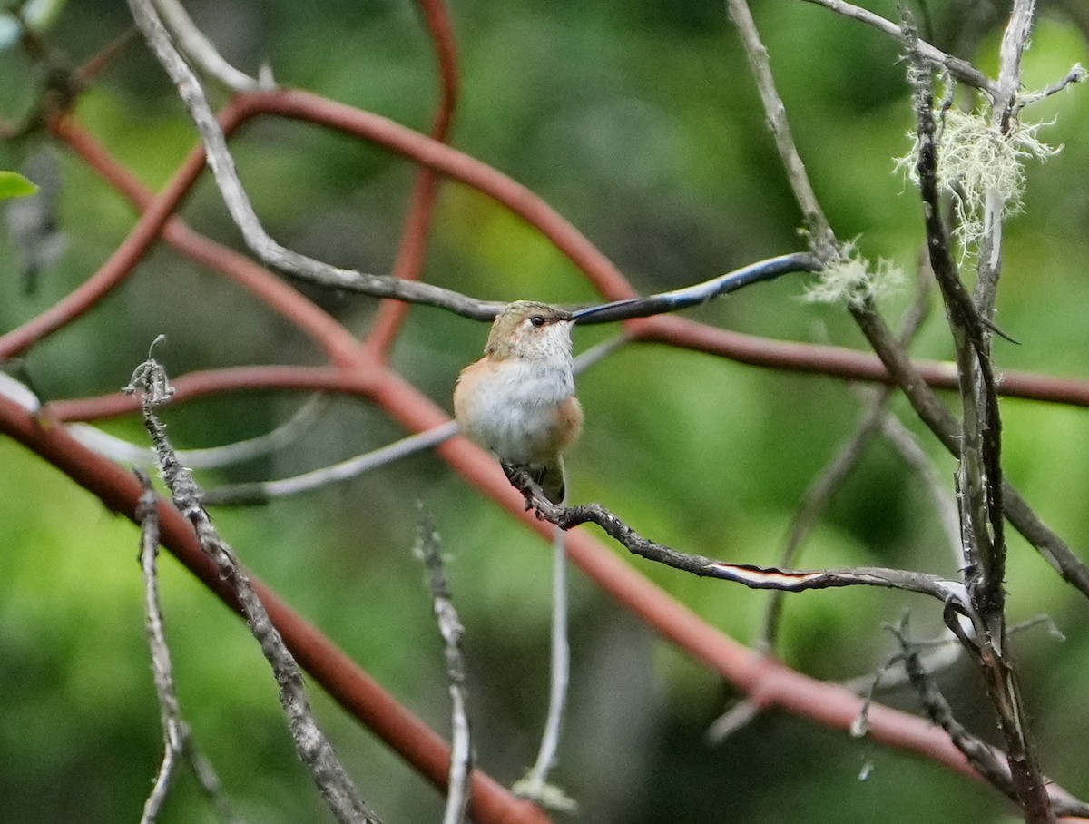 Rufous Hummingbird - ML621035623