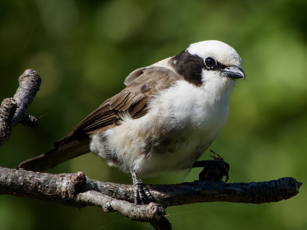 White-rumped Shrike - ML621035655