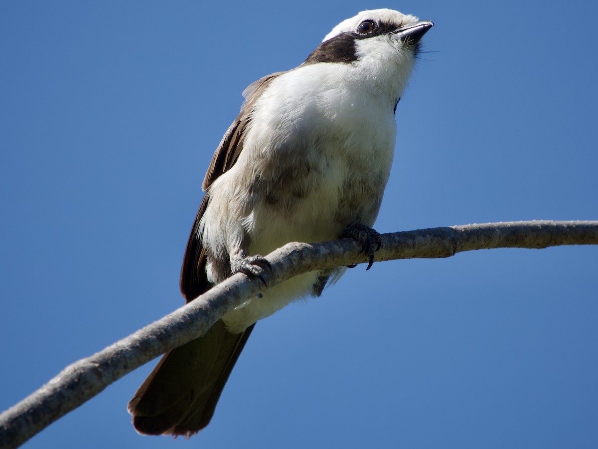 White-rumped Shrike - ML621035656