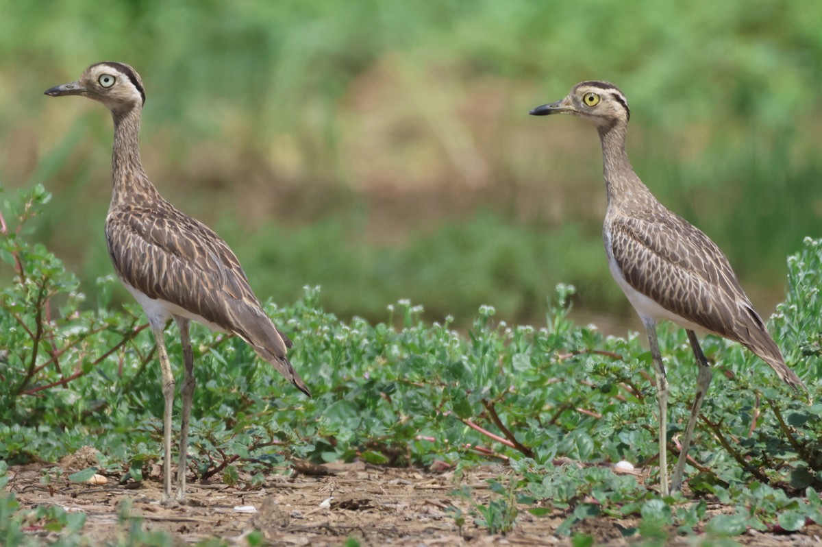 Double-striped Thick-knee - ML621035657
