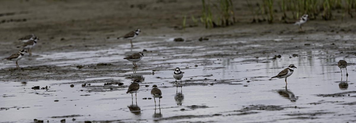 Semipalmated Plover - ML621035661