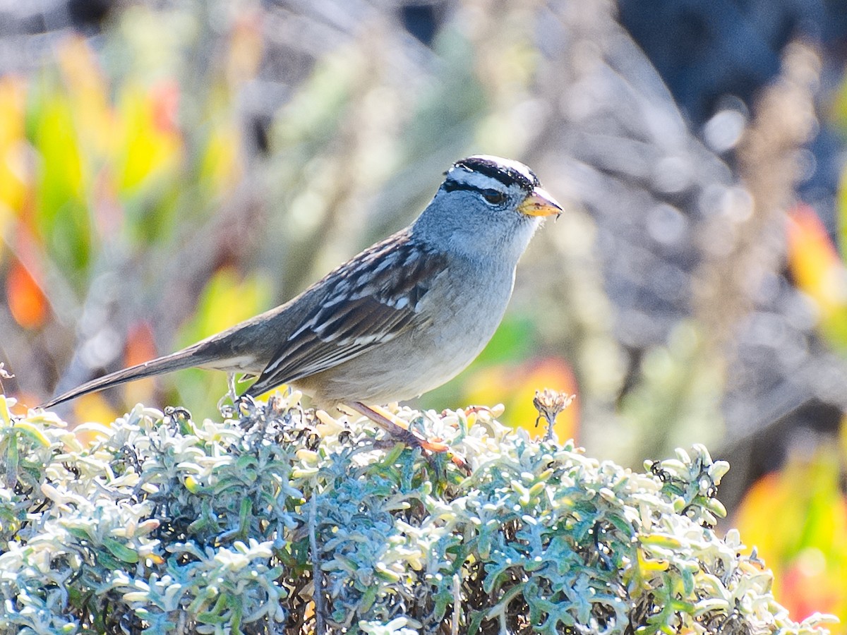 White-crowned Sparrow (Yellow-billed) - ML621035666