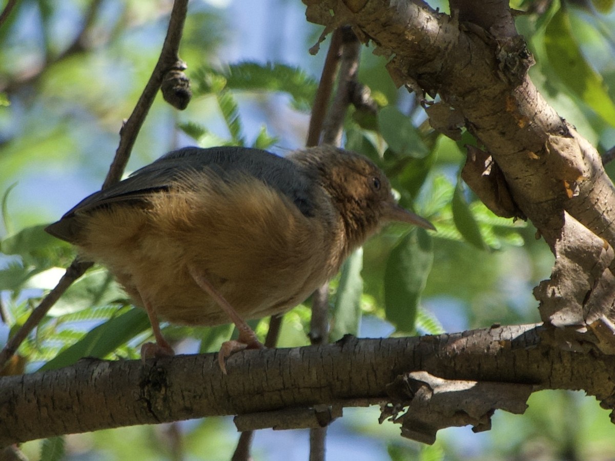 Red-faced Crombec - ML621035693