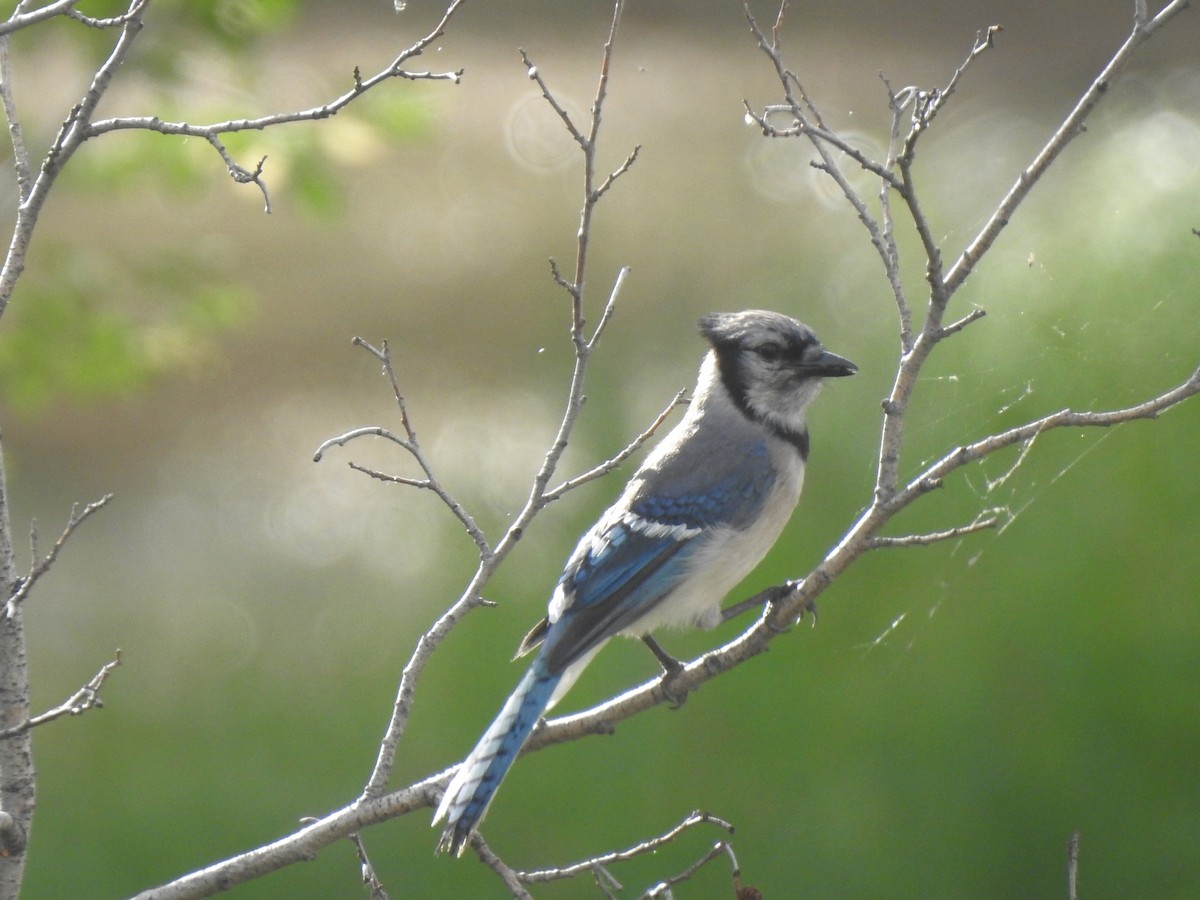 Blue Jay - ML621035730