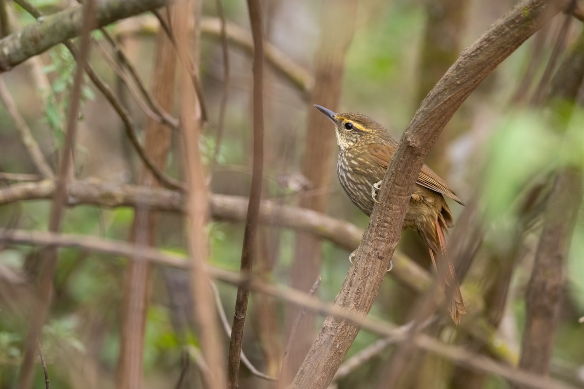 Buff-browed Foliage-gleaner - ML621035734