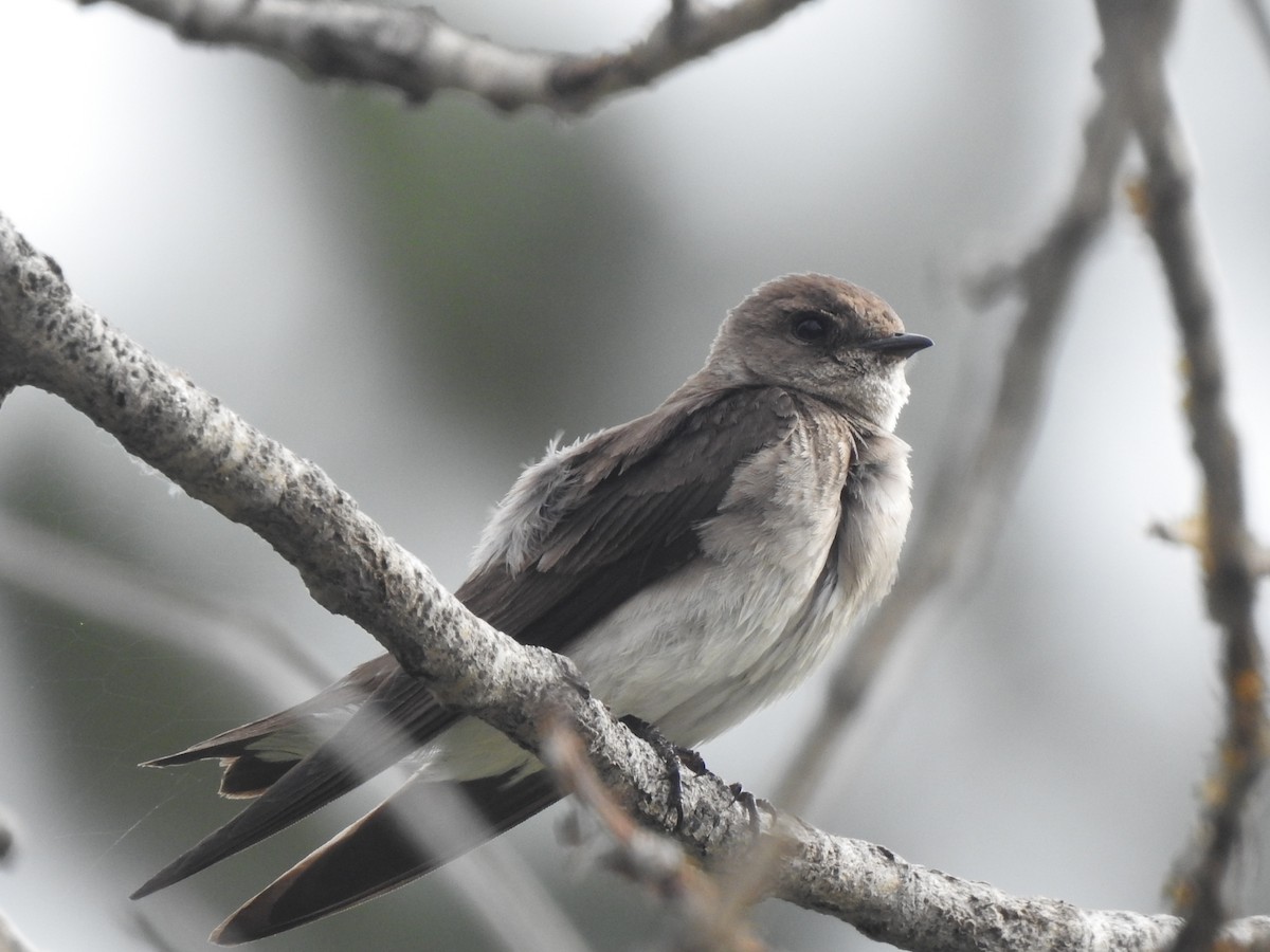 Northern Rough-winged Swallow - ML621035750