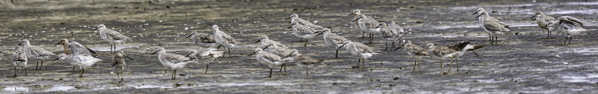 Red Knot - ML621035751
