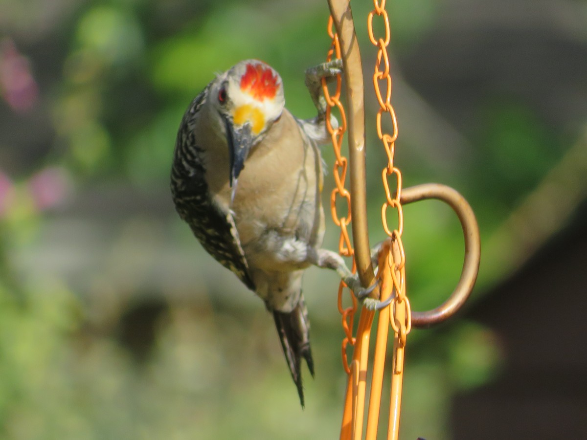 Golden-fronted Woodpecker - ML621035753