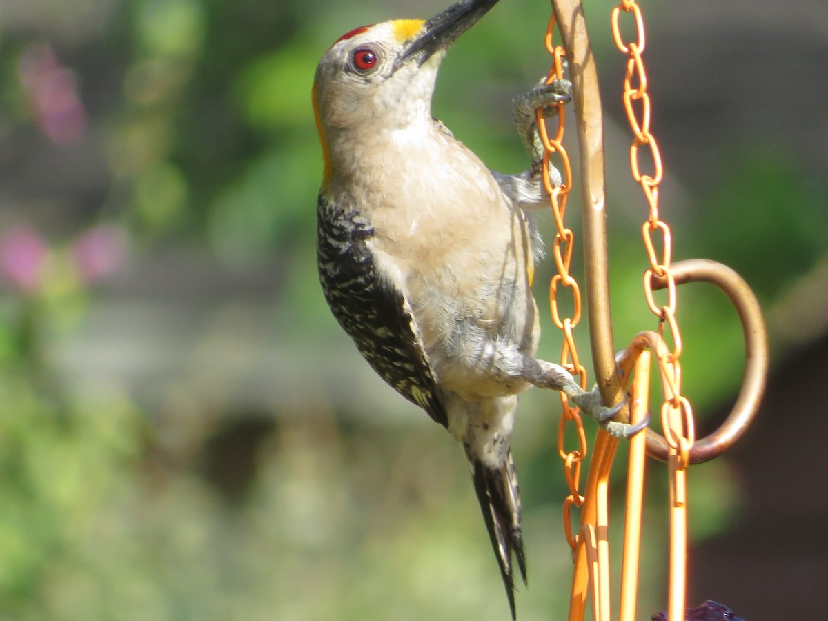 Golden-fronted Woodpecker - ML621035754