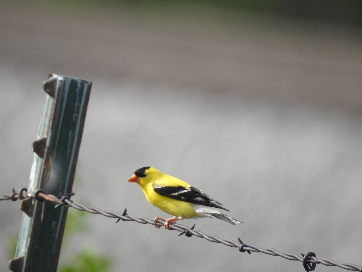 American Goldfinch - ML621035761