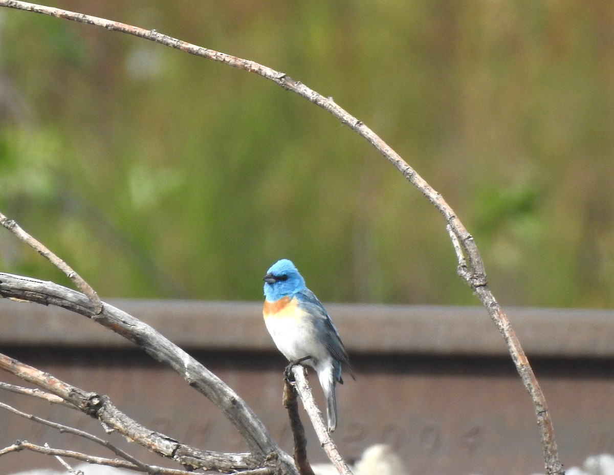 Lazuli Bunting - ML621035768