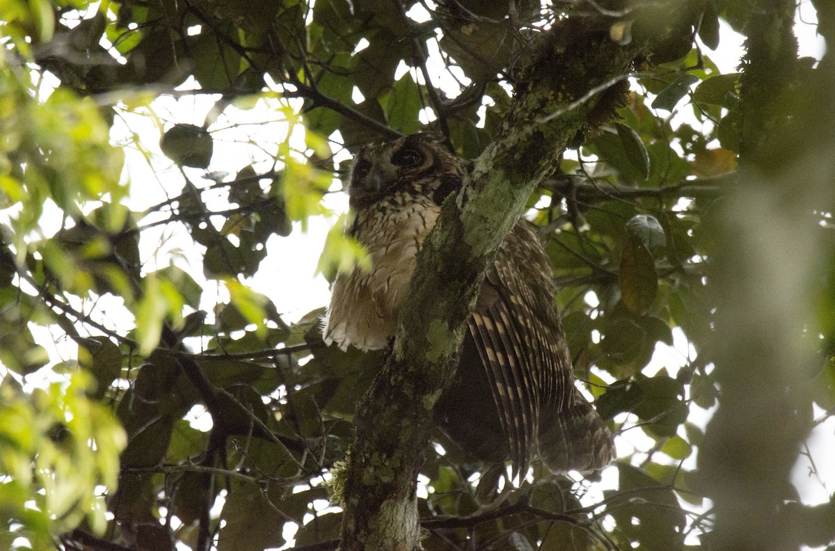 Madagascar Owl - ML621035775