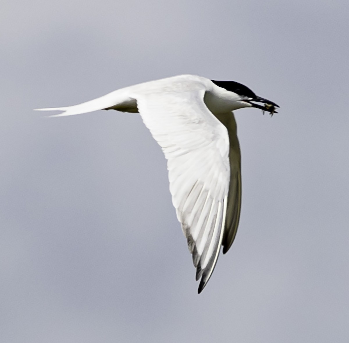 Gull-billed Tern - ML621035808