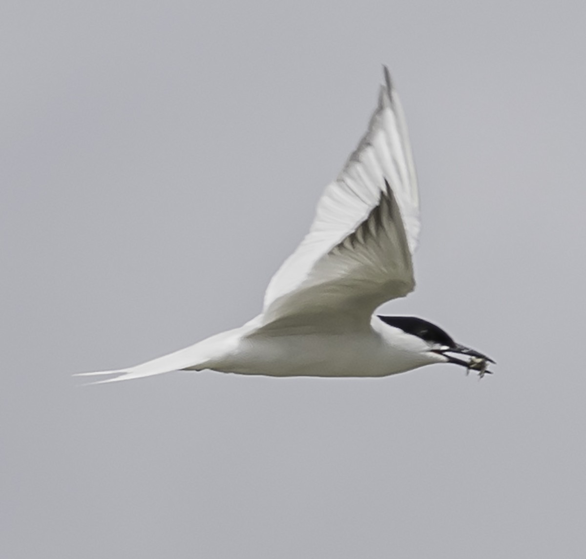 Gull-billed Tern - ML621035809