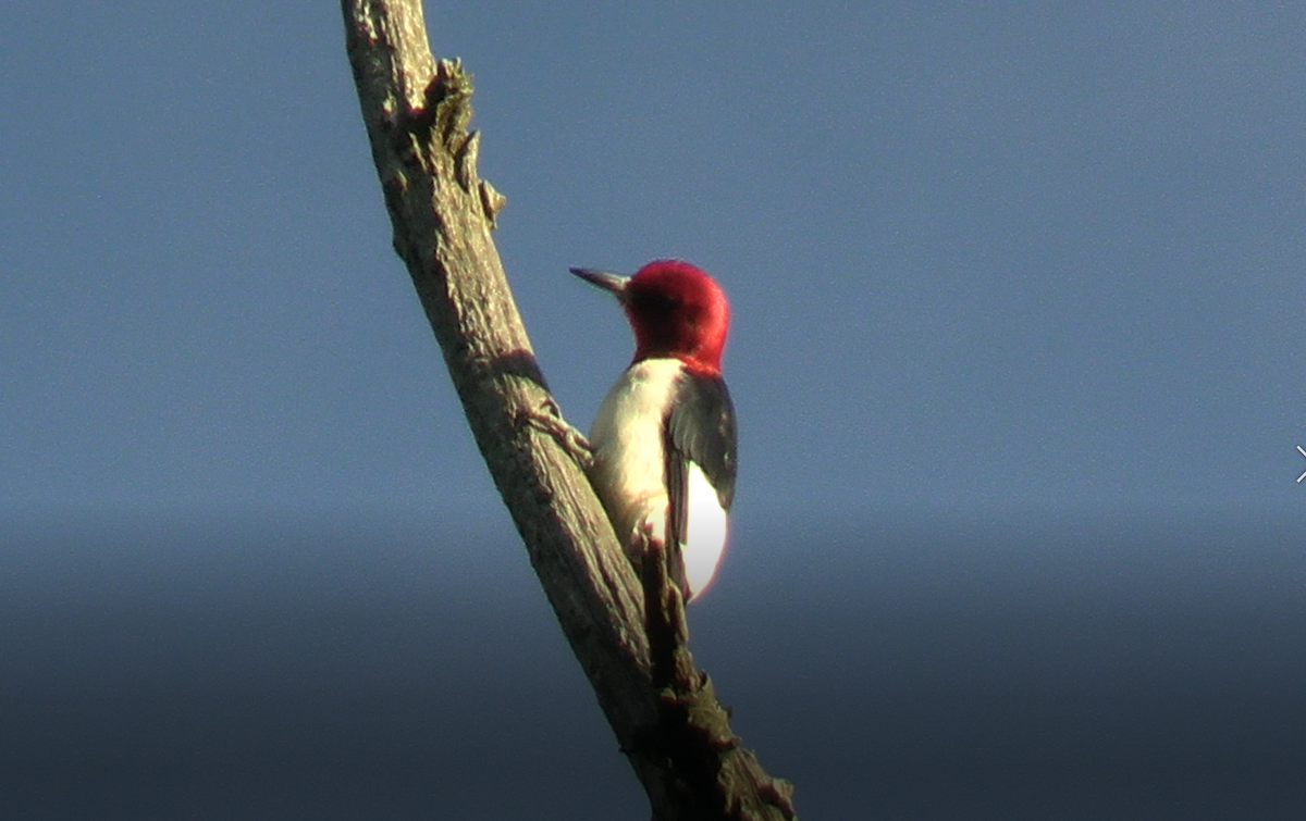 Red-headed Woodpecker - ML621035810