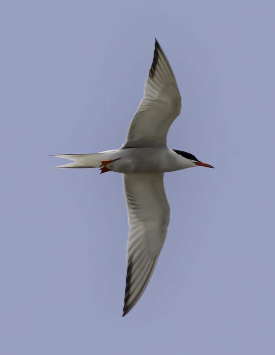 Common Tern - David Muth