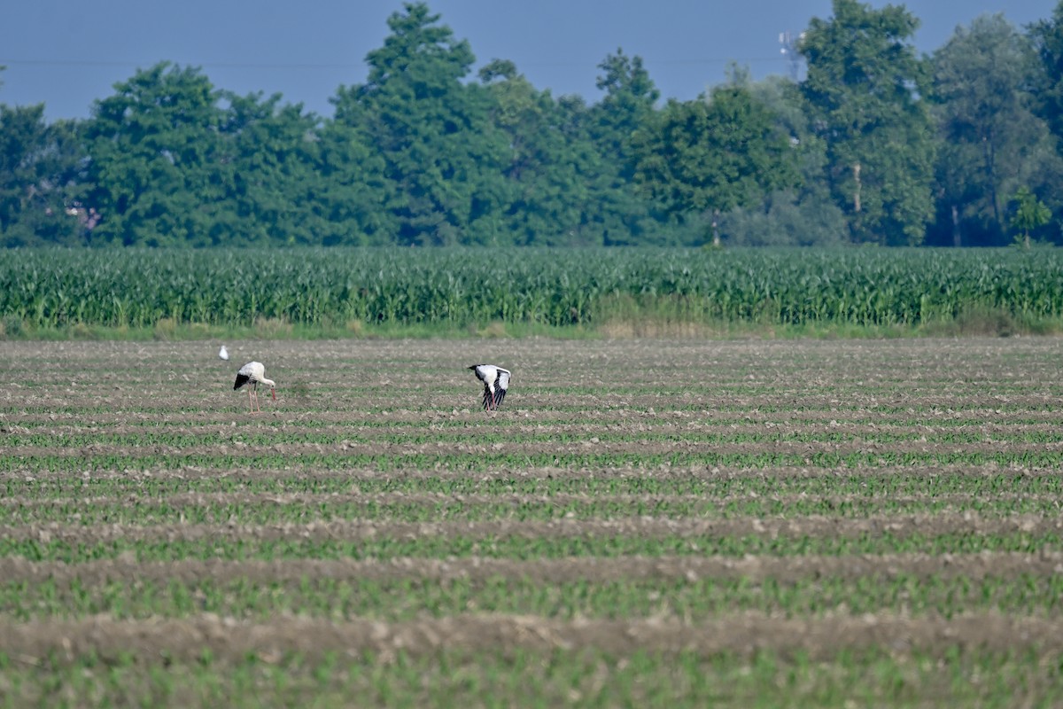 White Stork - ML621035818