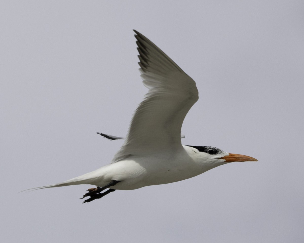 Royal Tern - David Muth
