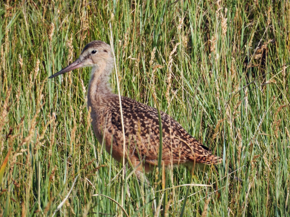 Long-billed Curlew - ML621035831