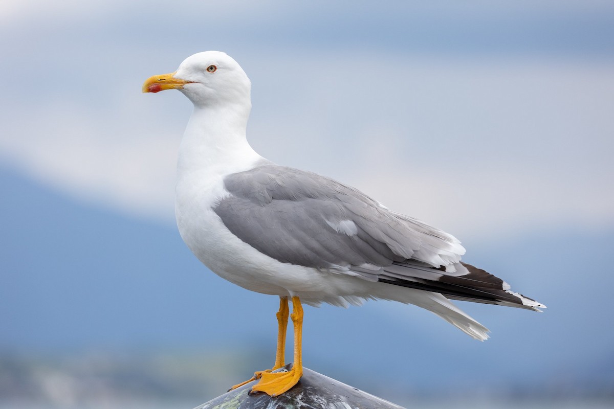 Yellow-legged Gull - Remy Sarjant
