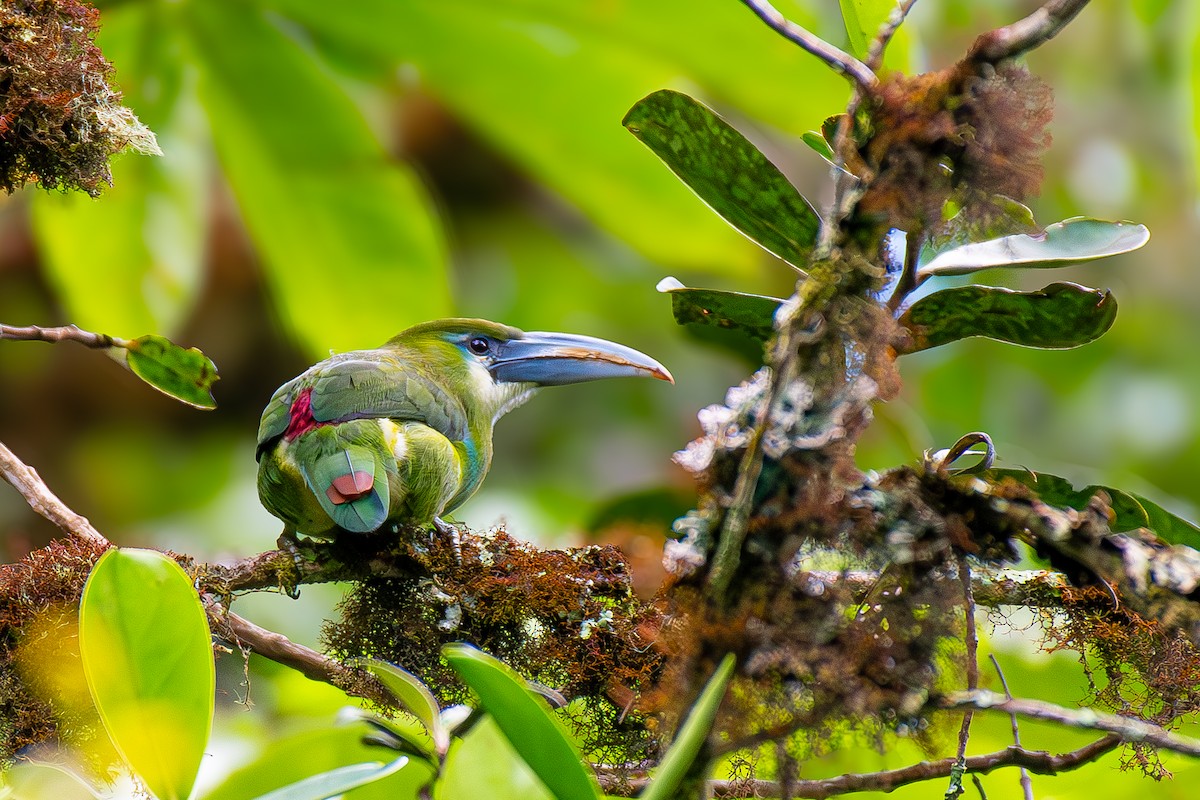 Blue-banded Toucanet - ML621035873