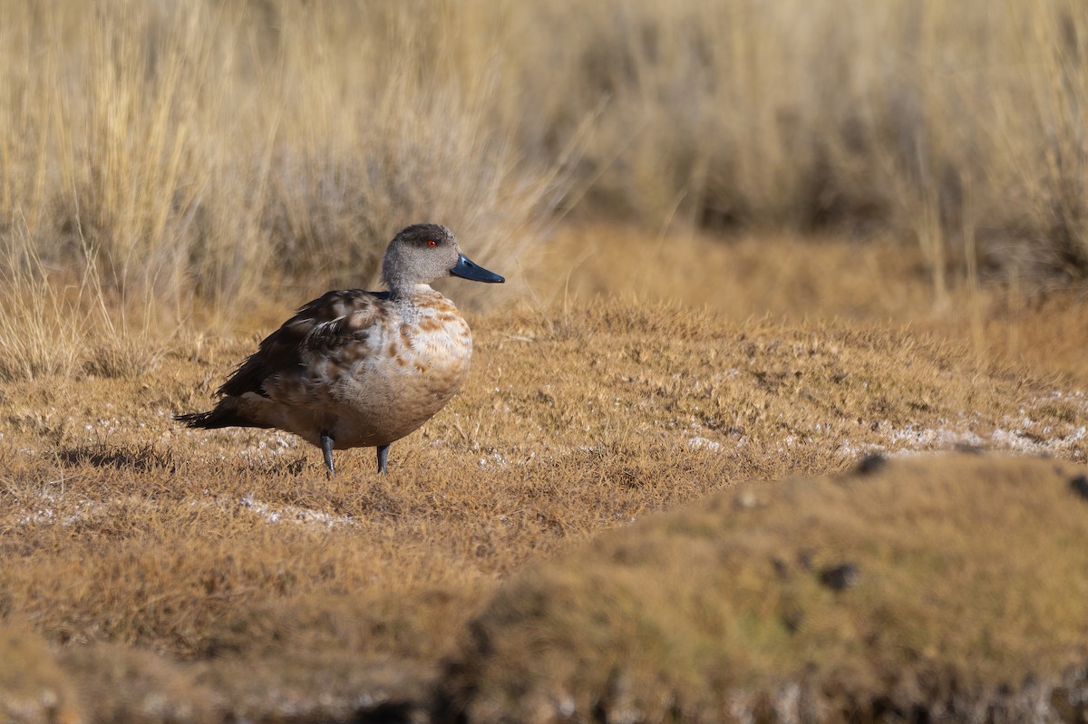 Crested Duck - ML621035893