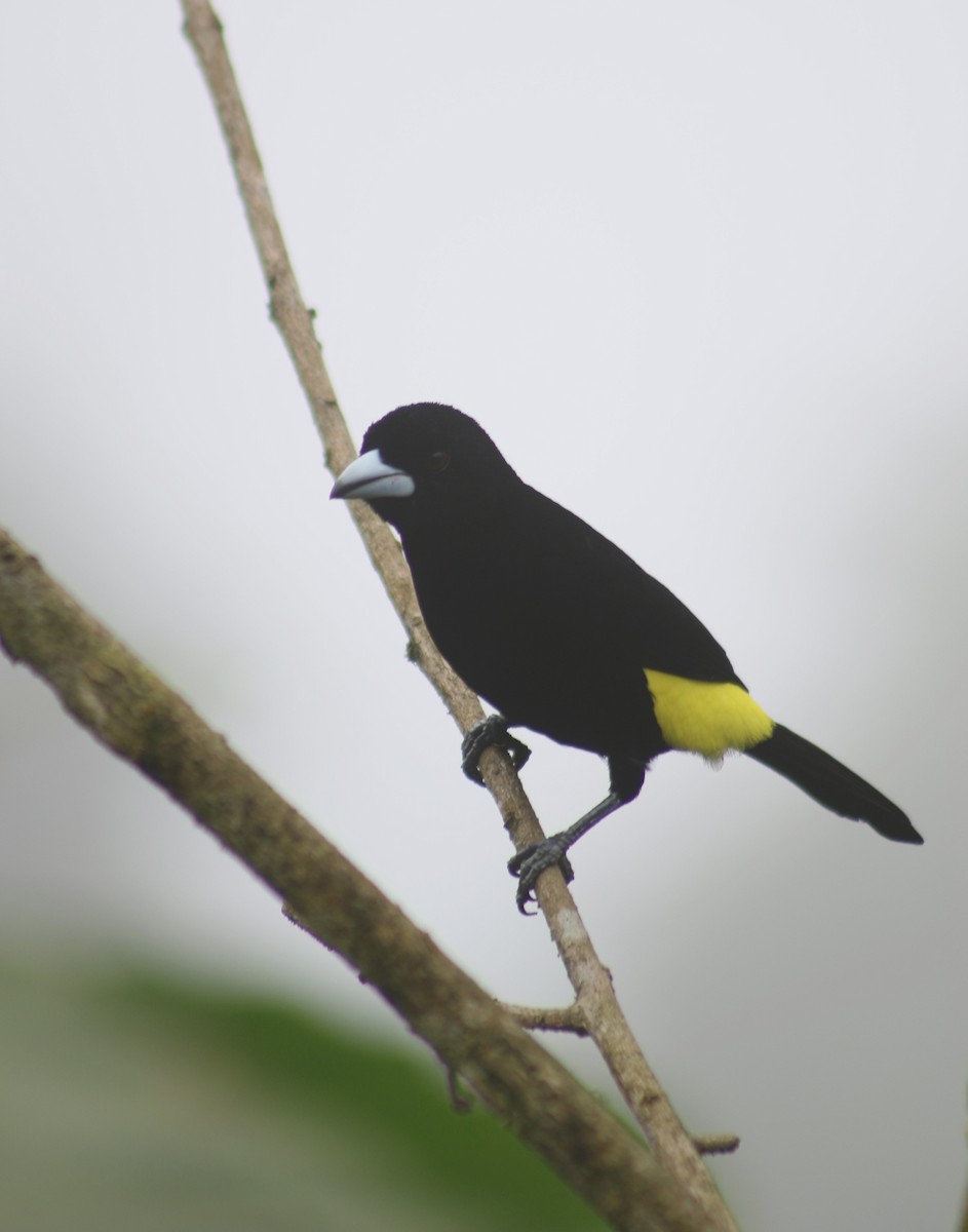 Flame-rumped Tanager - ML621035901