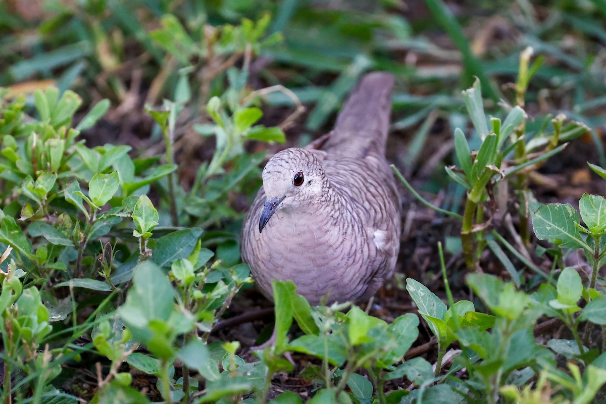 Inca Dove - Tom Feild