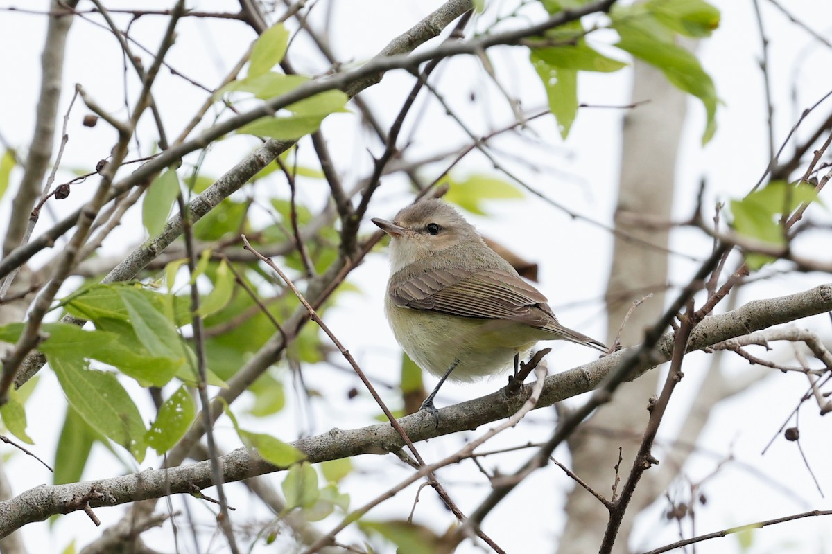 Warbling Vireo - ML621035938