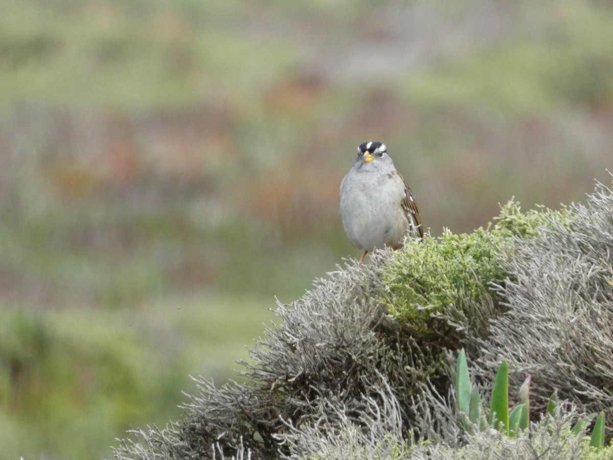 White-crowned Sparrow - ML621035999