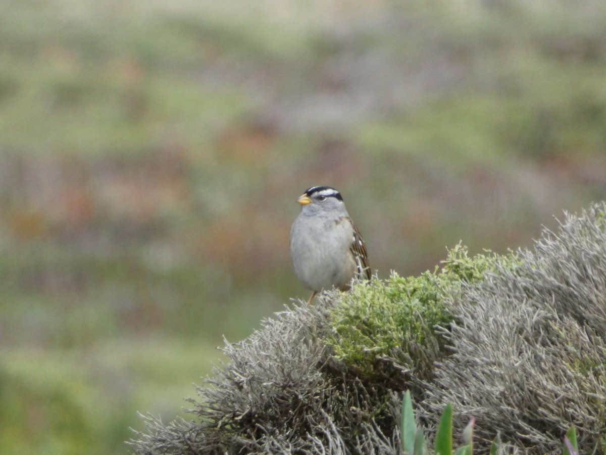 White-crowned Sparrow - ML621036000