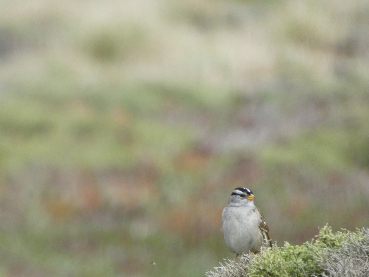 White-crowned Sparrow - ML621036001