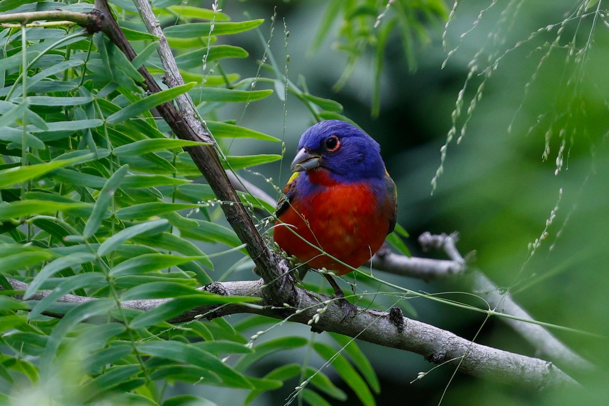 Painted Bunting - ML621036002