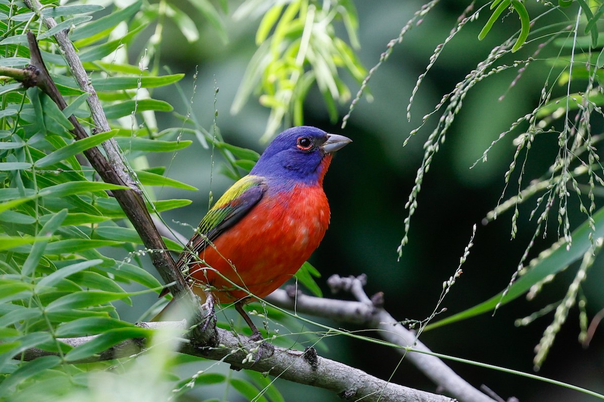 Painted Bunting - ML621036003