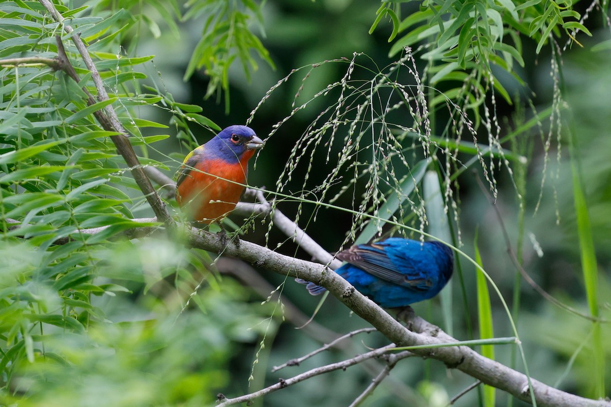 Painted Bunting - ML621036004