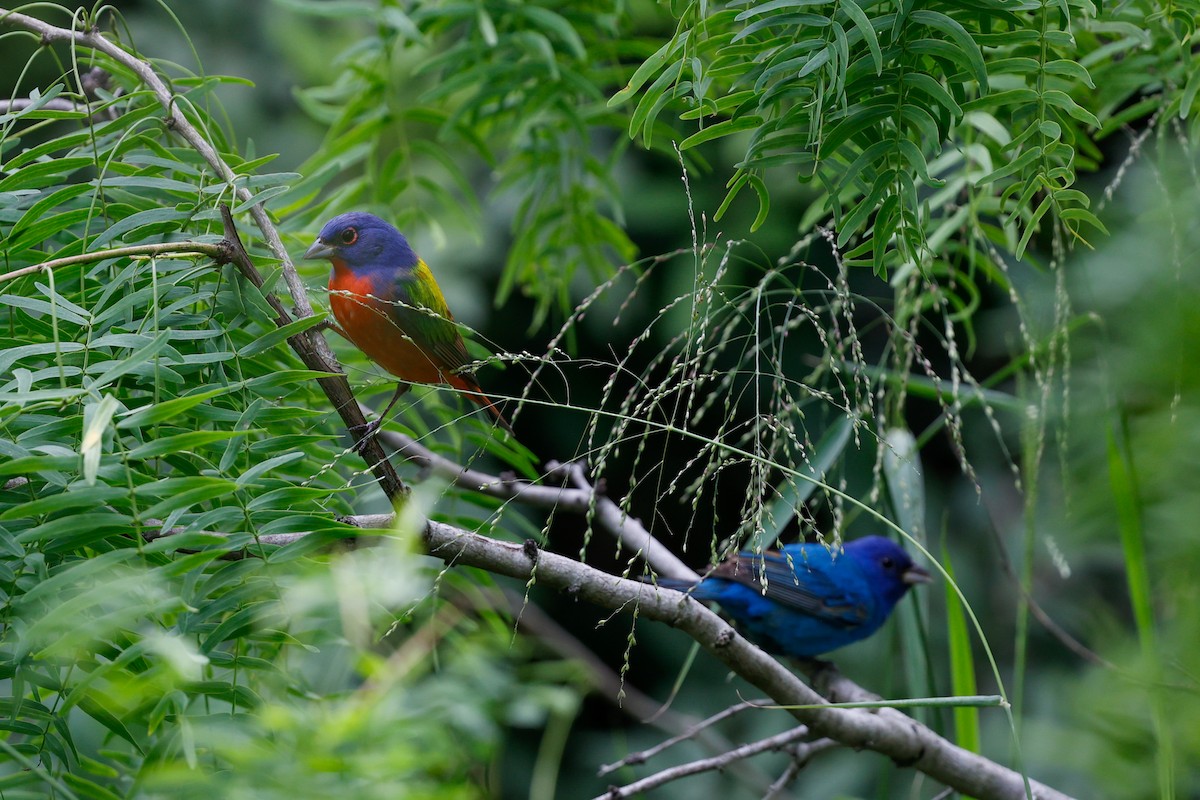 Painted Bunting - ML621036005