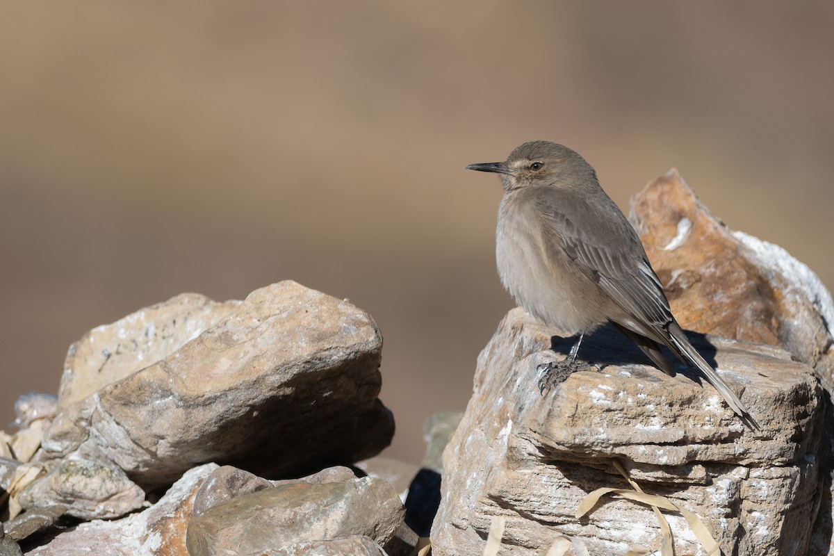 Black-billed Shrike-Tyrant - Pablo Re