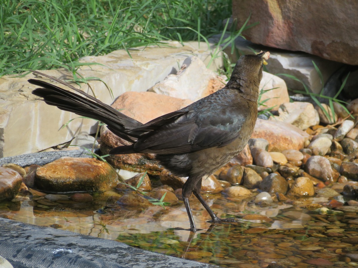 Great-tailed Grackle - ML621036012
