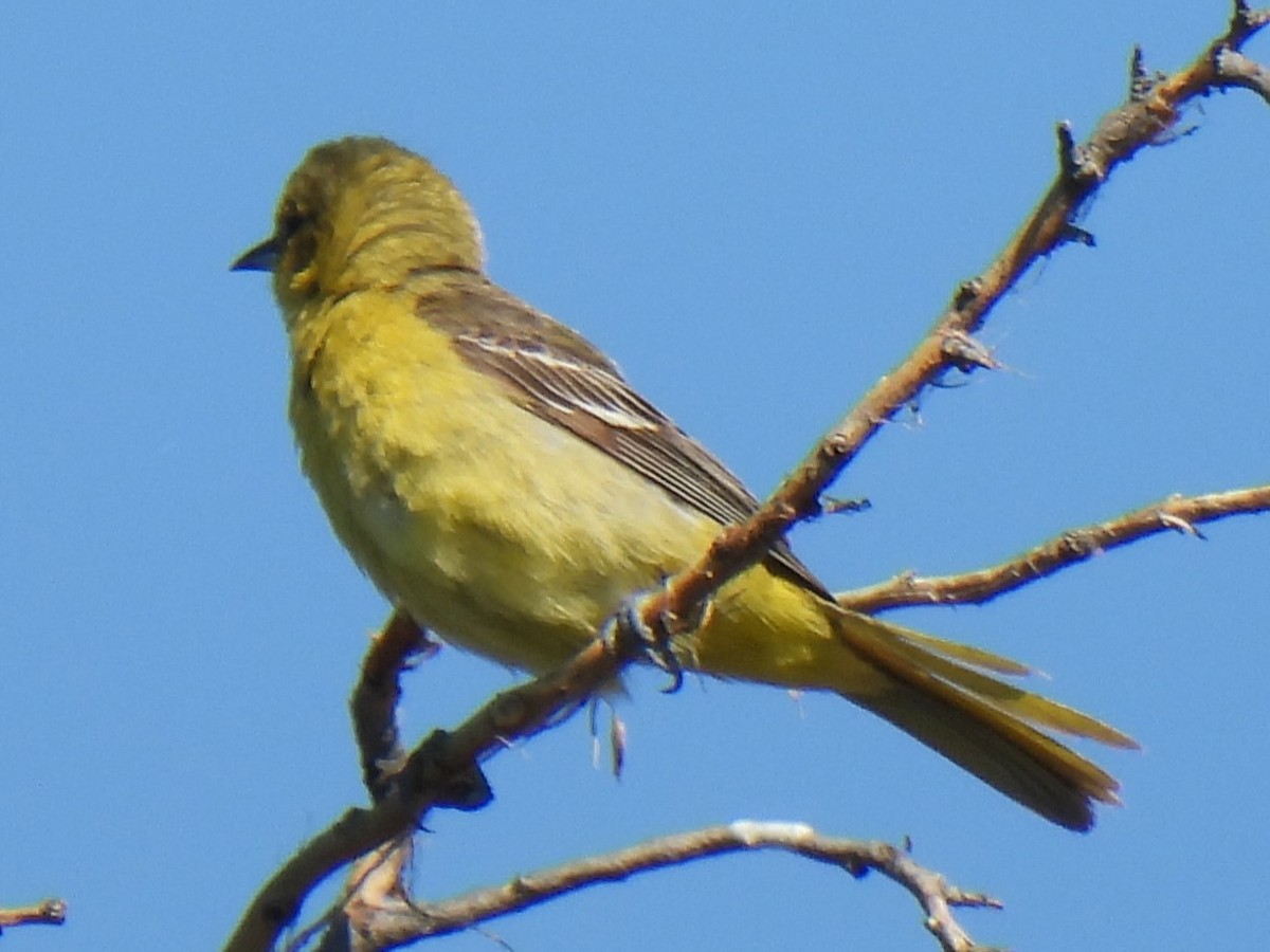 Orchard Oriole - ML621036028