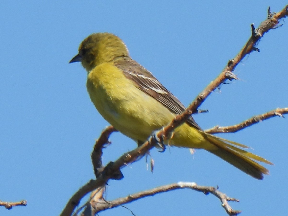 Orchard Oriole - ML621036029