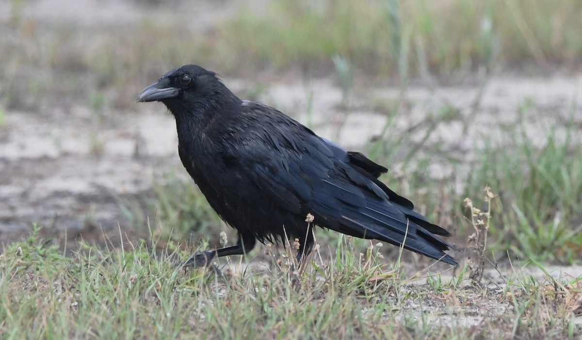 American Crow - ML621036033