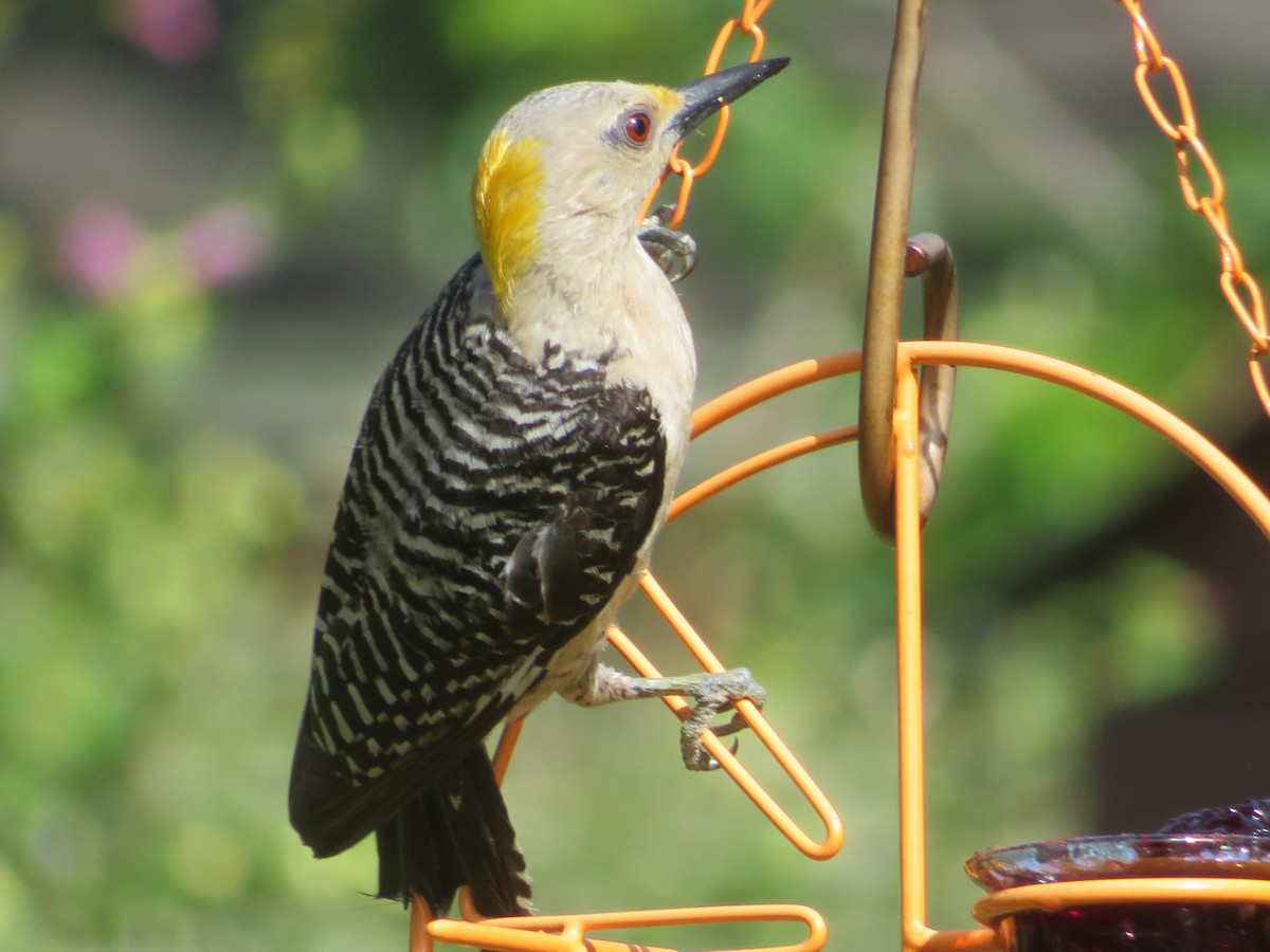 Golden-fronted Woodpecker - Paul Sellin