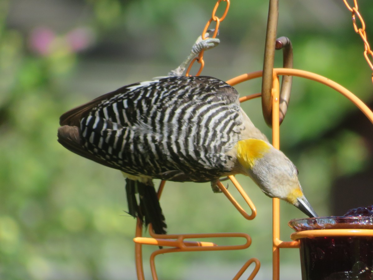Golden-fronted Woodpecker - ML621036068