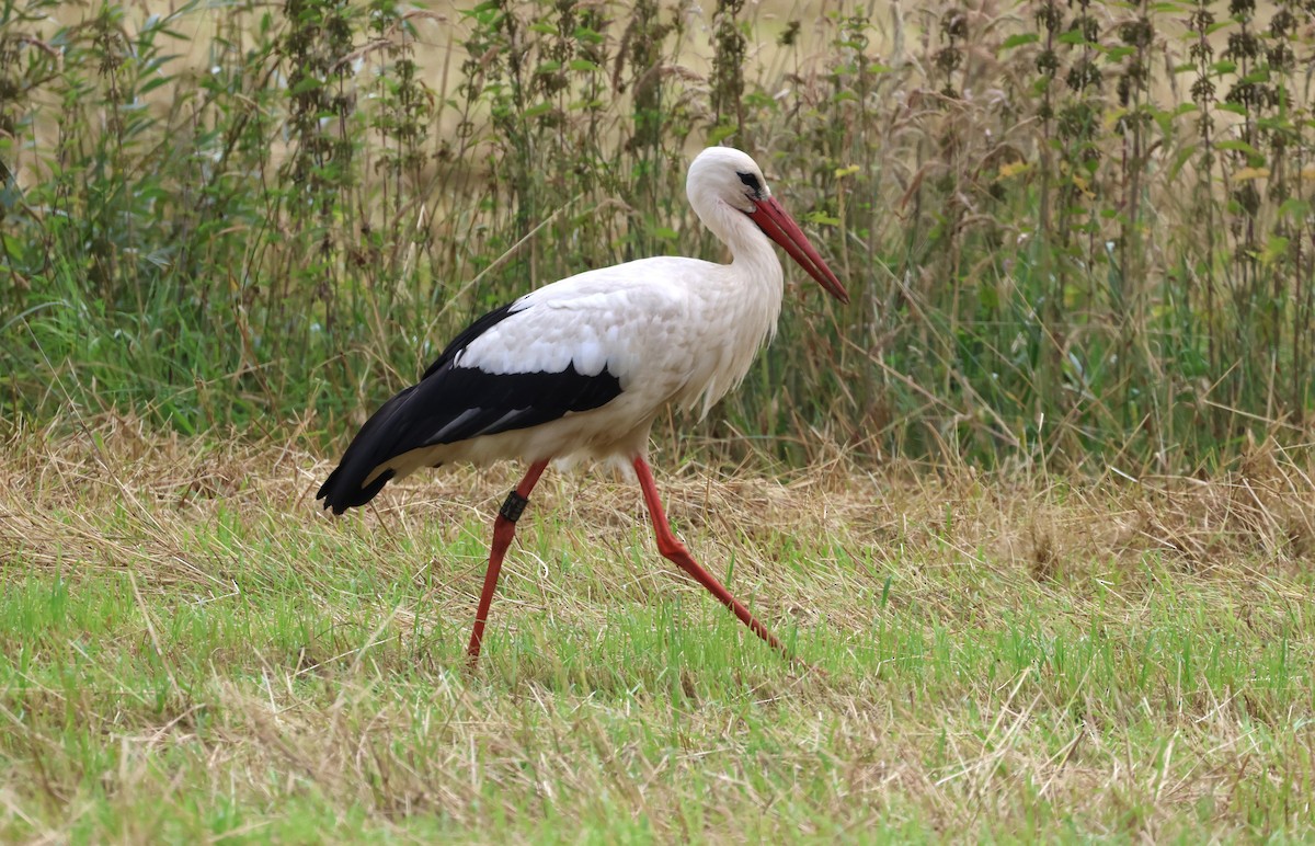 White Stork - ML621036084