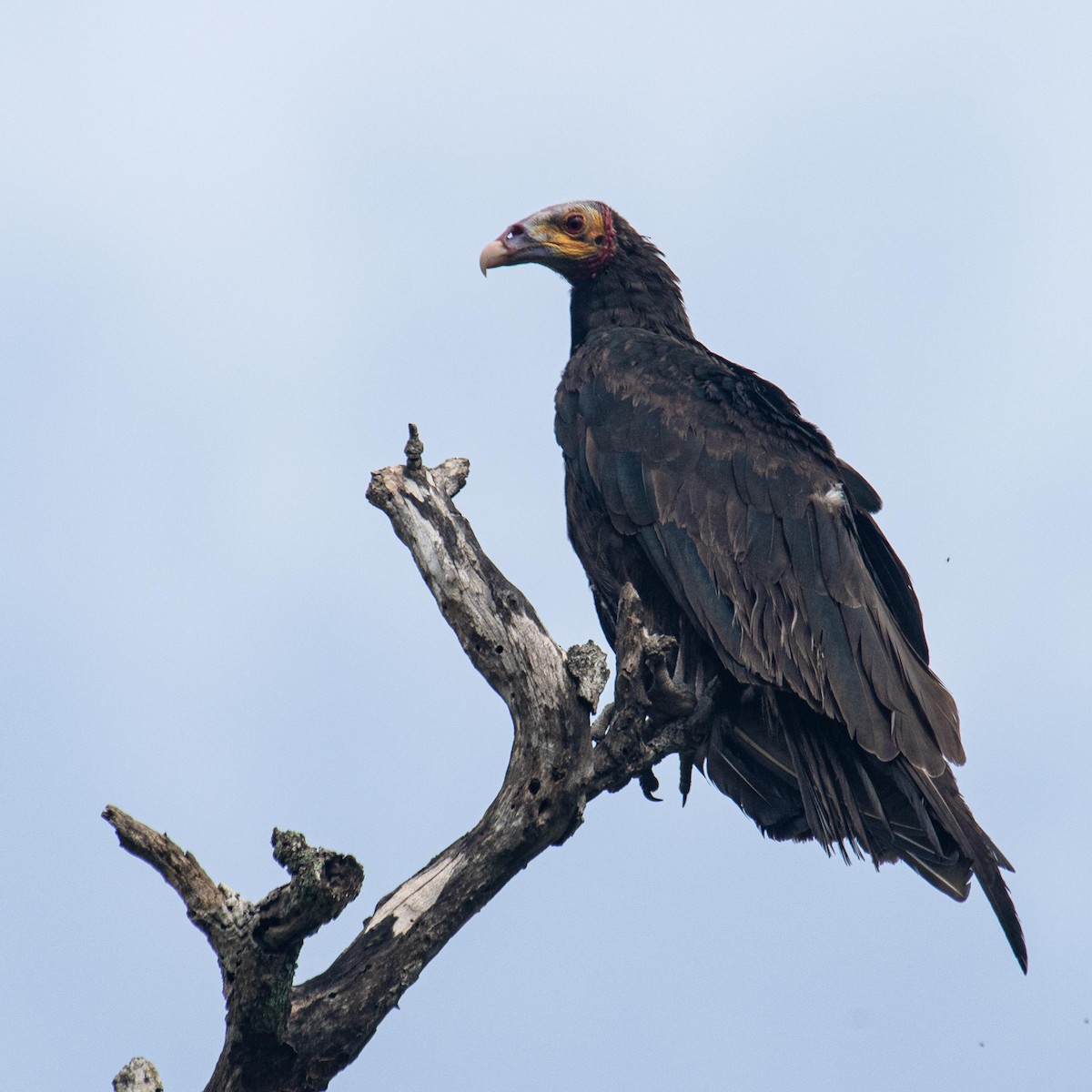 Lesser Yellow-headed Vulture - ML621036103