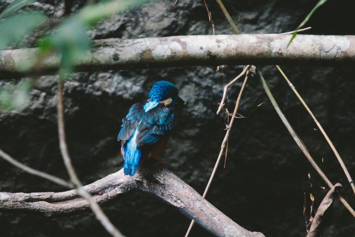 Blue-eared Kingfisher - ML621036104