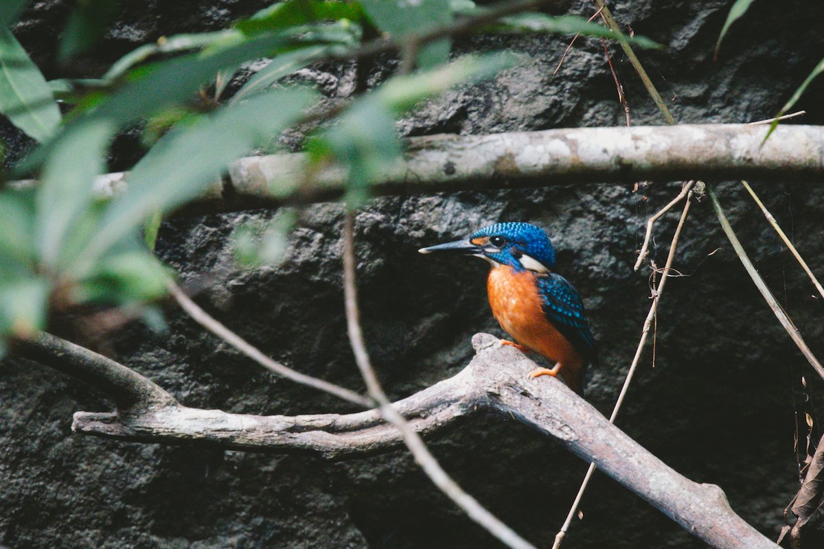 Blue-eared Kingfisher - ML621036106
