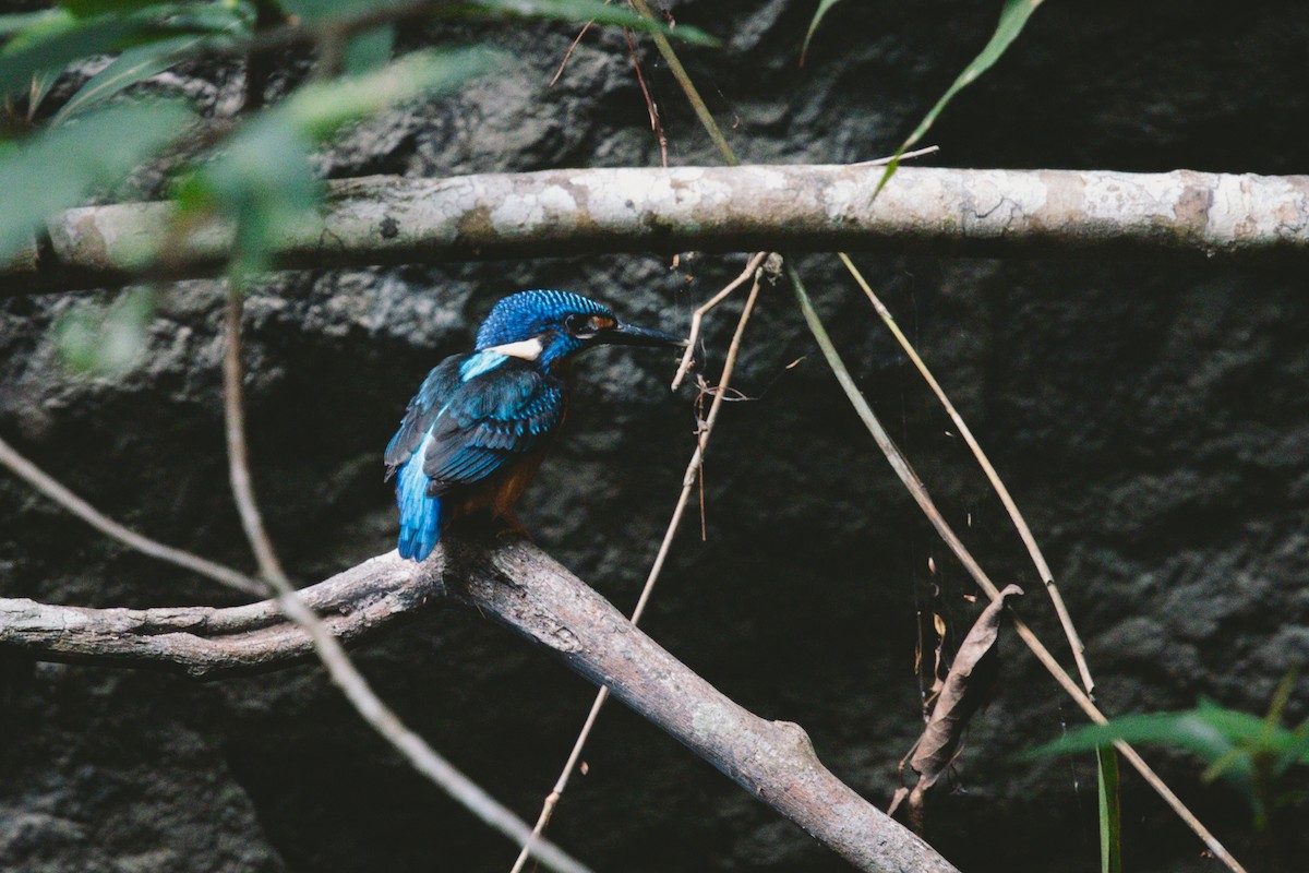 Blue-eared Kingfisher - ML621036107